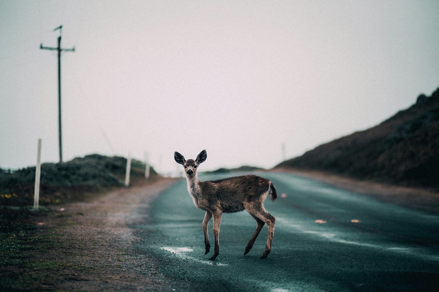 accident de la route animaux